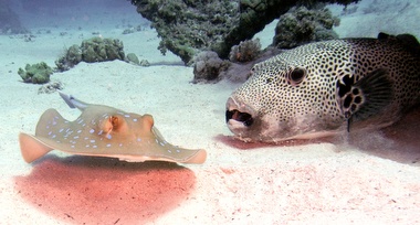 Klick f&uuml;r Originalgr&ouml;&szlig;e :031.JPG