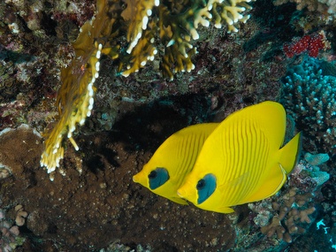 Klick für Originalgröße :058.JPG