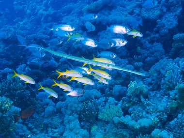 Klick für Originalgröße :059.JPG