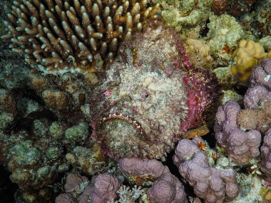 Klick für Originalgröße :061.JPG